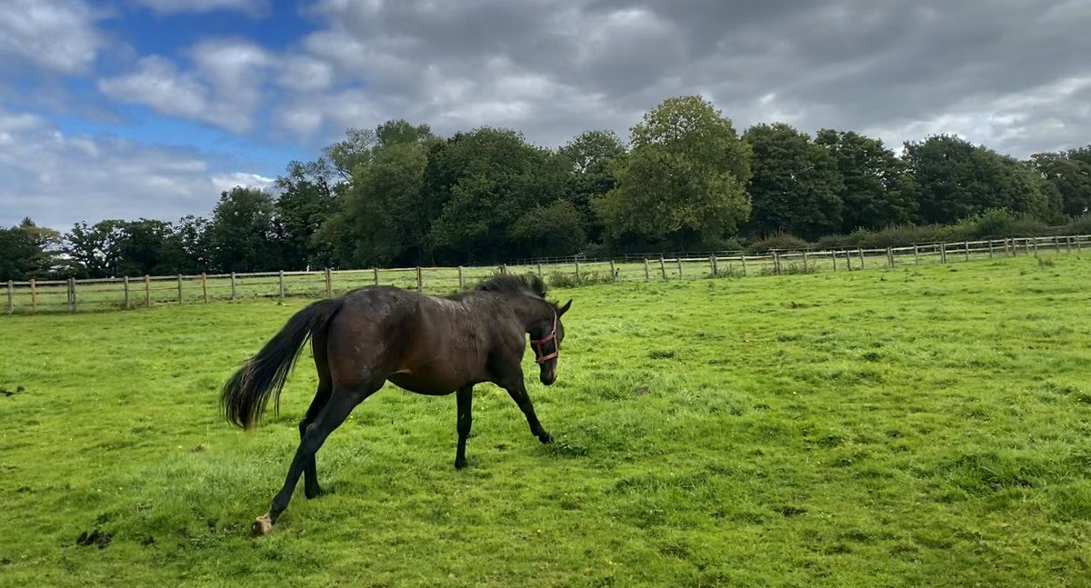 @RacingWithPride As a small breeder I’d be very happy to offer one of my yearlings as a free lease to a #Pride Syndicate. This lad has the heart of a lion and balls of steal.