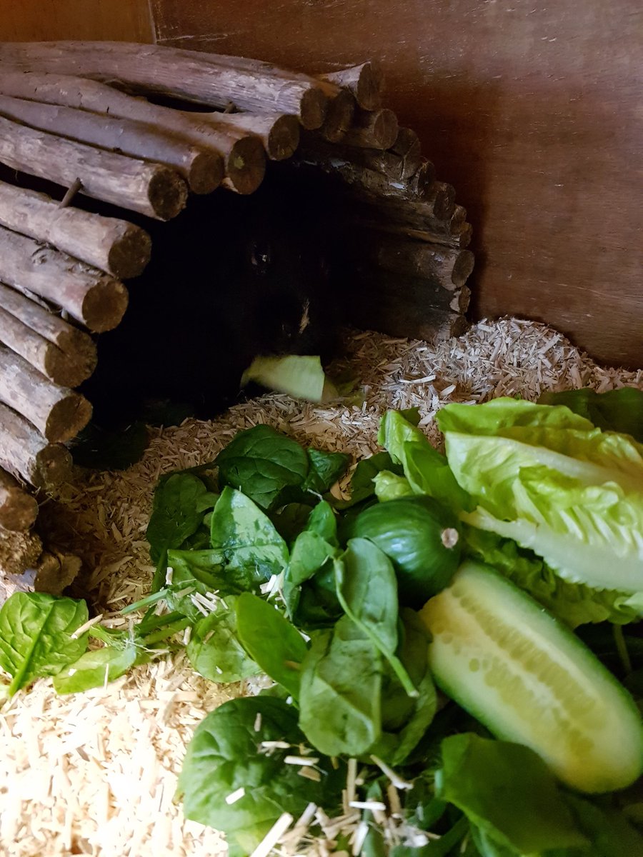 fluffatrons's tweet photo. I'm on my hols, out goes my diet! #guineapig https://t.co/UNT7laIFNA