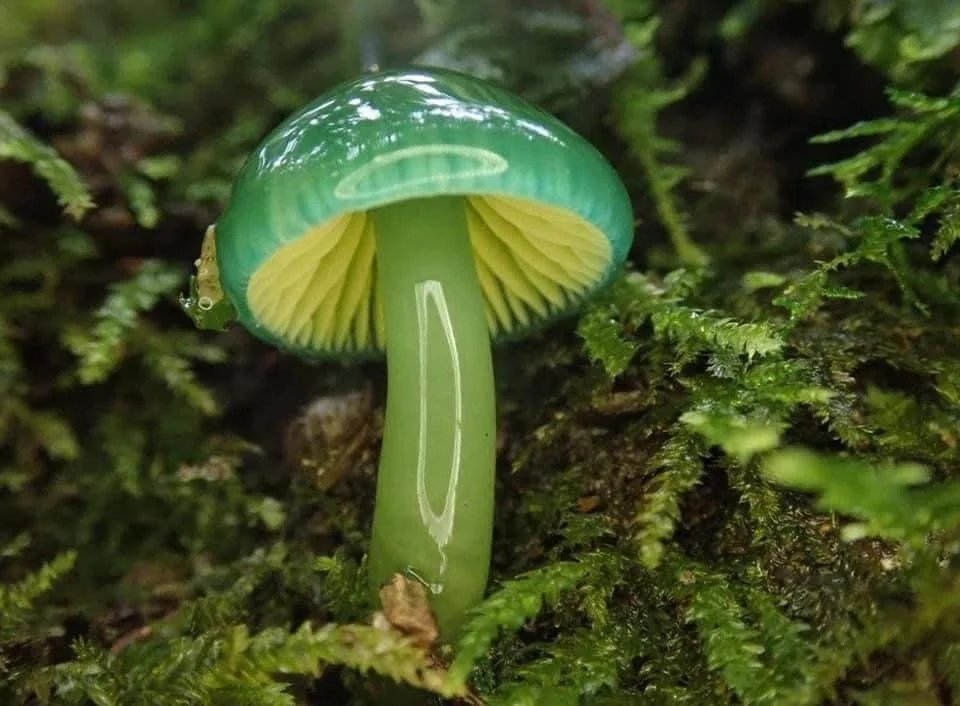 LibraryPocket's tweet photo. Parrot Waxcap Mushroom
#mushrooms #Book #Medicine #Psychology #Nutrition #Science #Physics #Technology #Astronomy #Neurology #Anatomy #Biology #Chemistry #Mathematics #university #Infographic #picture #Animal #Nature #Small_Pocket_Library https://t.co/GYrg4Mw7qV