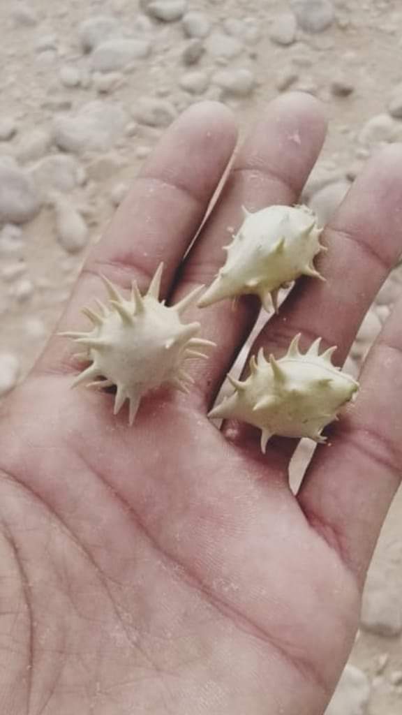 جد الحضارم tweet media