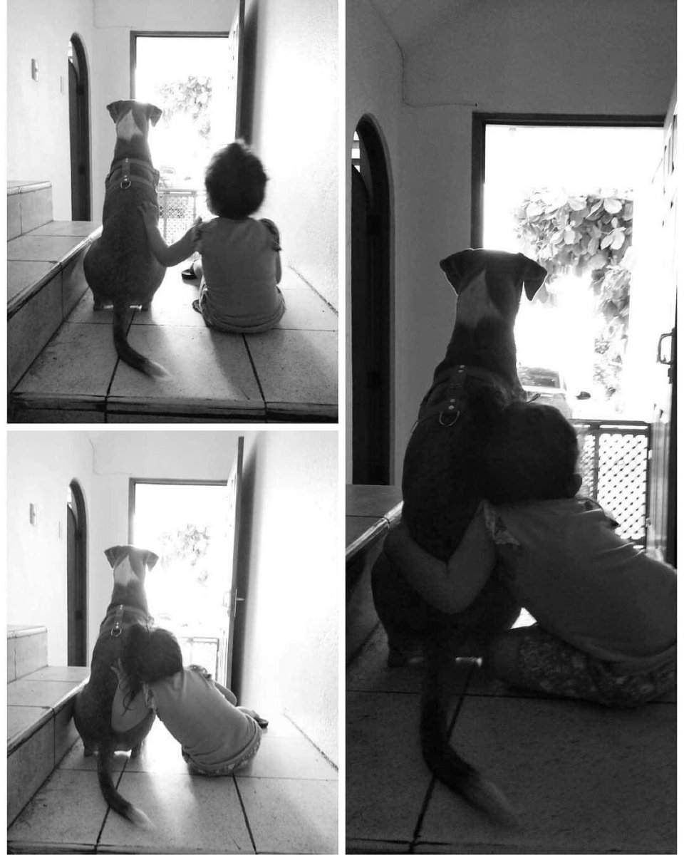 edparaelS's tweet photo. La bella familia de Skye 🐕, nos compartió este lindo momento entra la princesa de la casa y Skye.
Gracias Ariana por brindar una segunda oportunidad!
#Yaneth 💘 https://t.co/pynV5UIapj