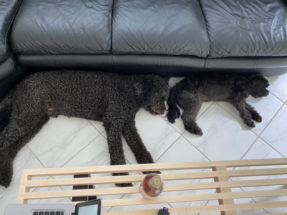 PepperandChewy's tweet photo. 이게 뭐야? 왜 늘 나란히 누워 있는 거야? https://t.co/VH8SwNHffI