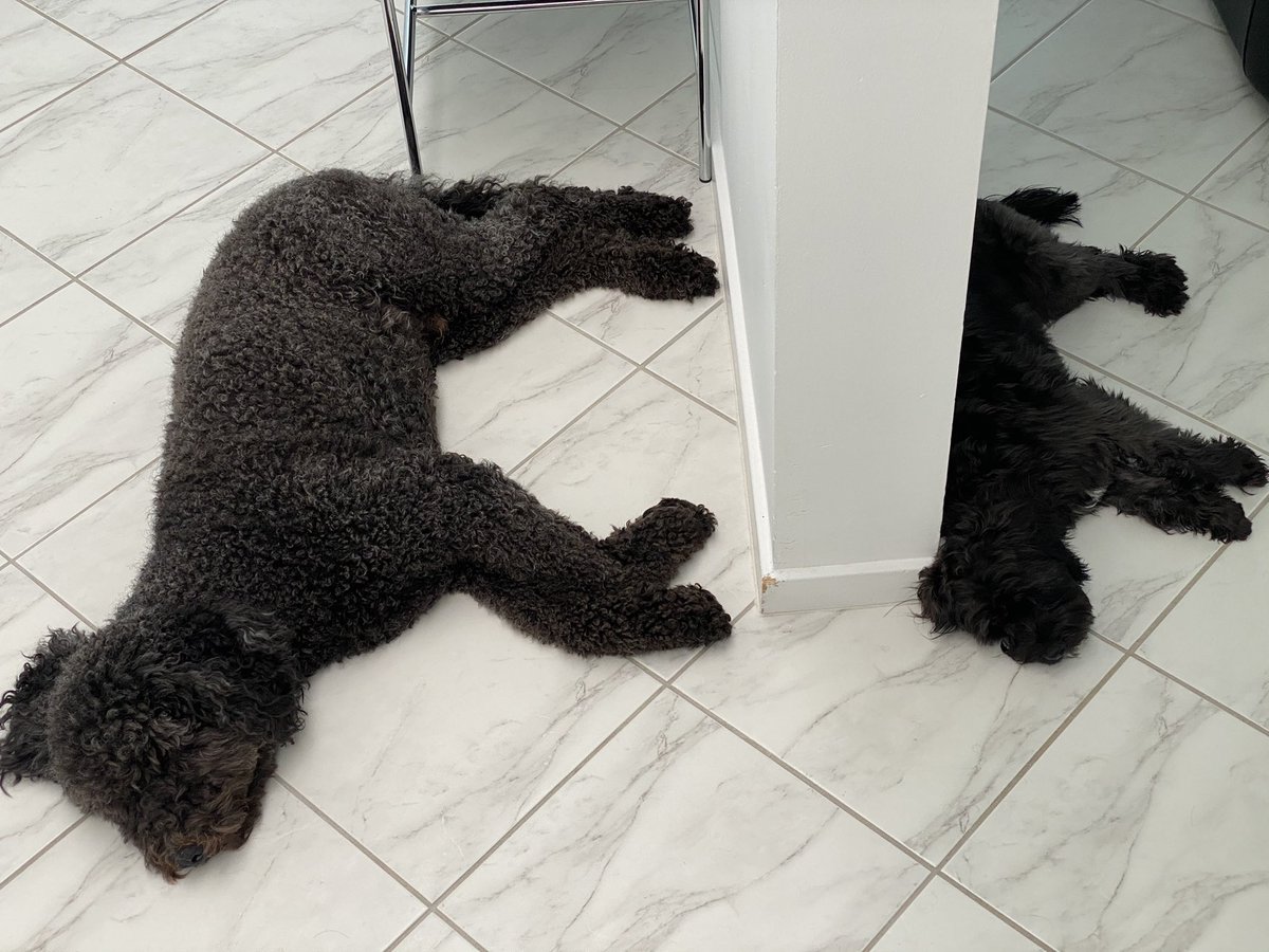 PepperandChewy's tweet photo. 이게 뭐야? 왜 늘 나란히 누워 있는 거야? https://t.co/VH8SwNHffI