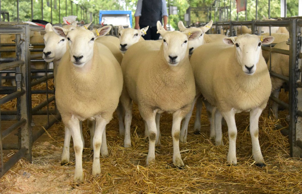 lleynsheep's tweet photo. Great clearance rates at Ruthin today. See the report and photos online https://t.co/An0iyujyQA @LluestLleyn599 @Sheep_365 @natsheep @NFUtweets @FarmersGuardian @FarmersWeekly #topprices #salereport #qualitysheep #greattrade #sheeptrade #sheepforsale #sheepwanted #qualitysheep https://t.co/5fd75FP3Ee