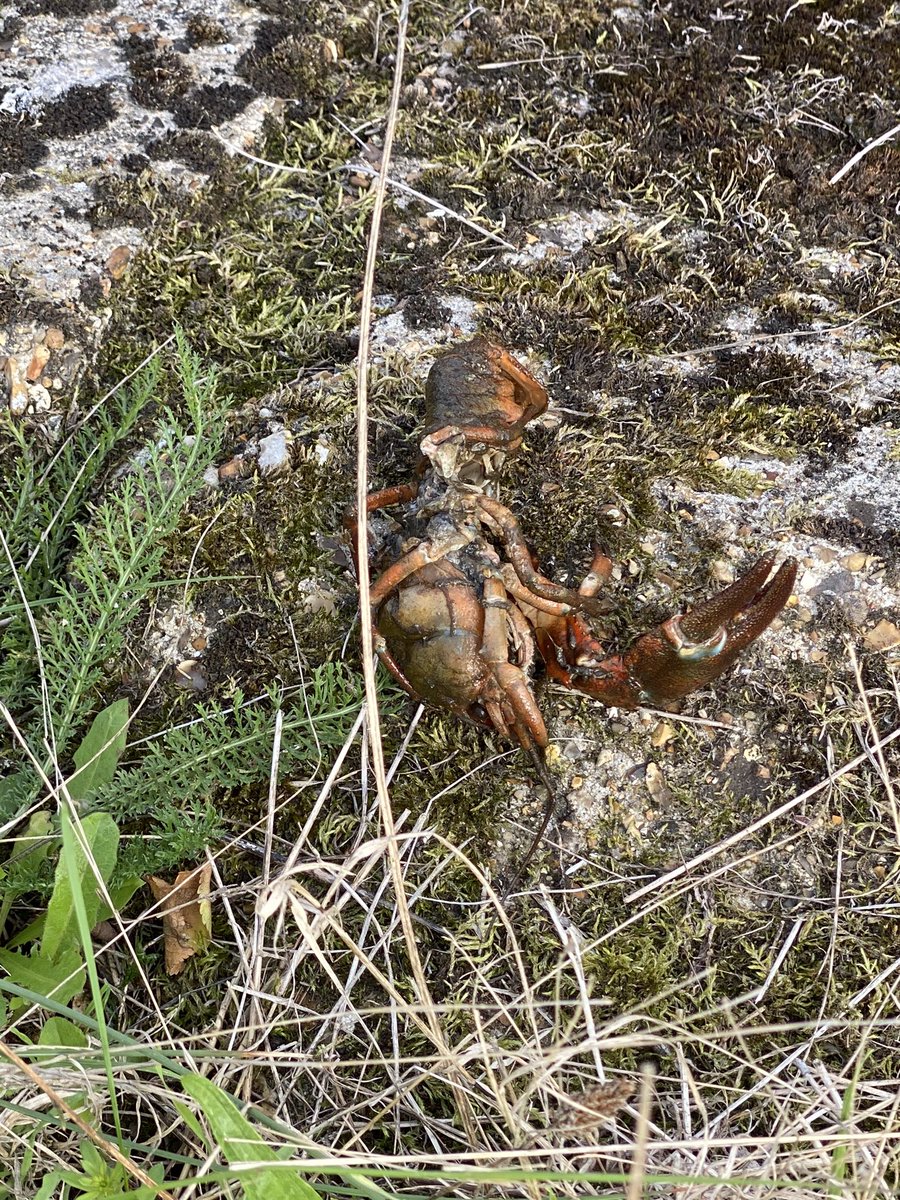 Signs of the invasive North American signal crayfish on the Duke of Northumberland river. Introduced from America, it has passed on a deadly plague to native white-clawed crayfish &  out-competes it for food & habitat. #Heathrow #crayfish #ukrivers #rivers