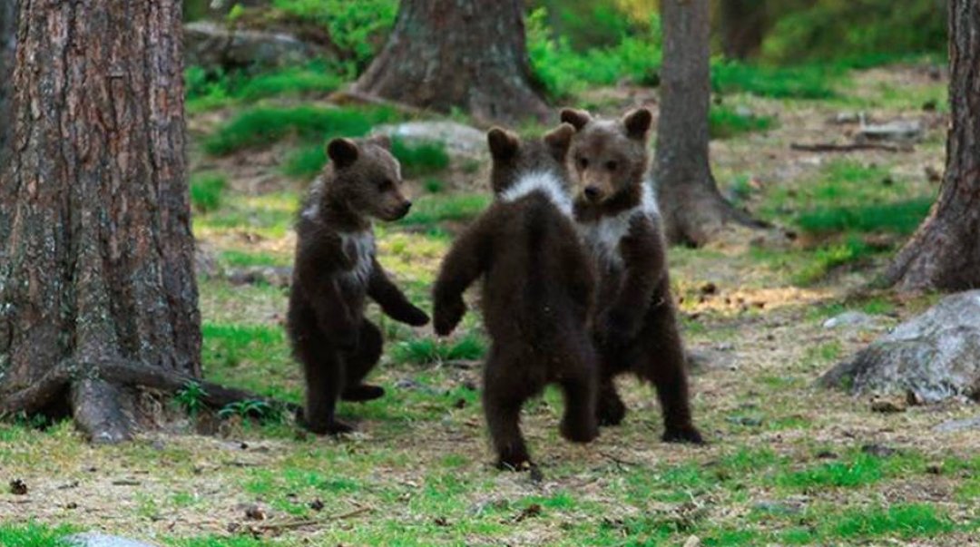 CAMPECHENLINEA's tweet photo. Captan a tres oseznos “bailando” en el bosque https://t.co/7Jq9HEZ1qH https://t.co/jujZe7tOQQ