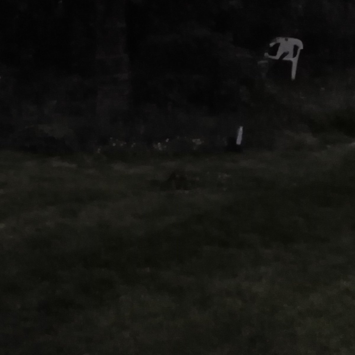 GraemeBWilson's tweet photo. Typical! Been hoping to catch local Sparrowhawk with prey in garden for months. When I finally do it lets me get within 3m but light is too bad for decent photo! Grrr!!!
#sparrowhawk #birdofprey #prey #badlighting #poorphotography #poorlighting
@Natures_Voice @RSPBScotland @_BTO https://t.co/ReCpwbVE7O