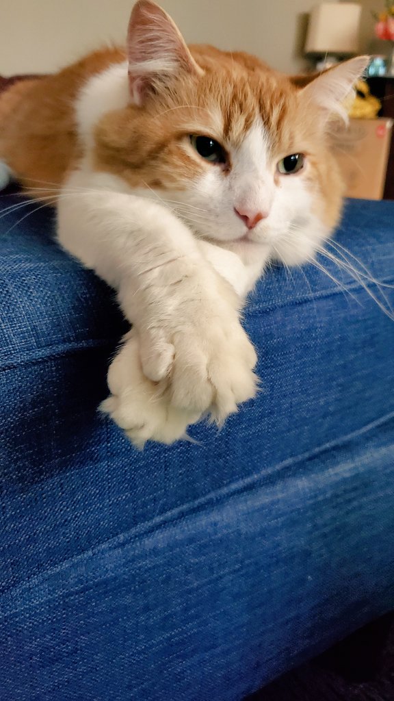 iamtuckercat's tweet photo. https://t.co/3AYrrrpqpo