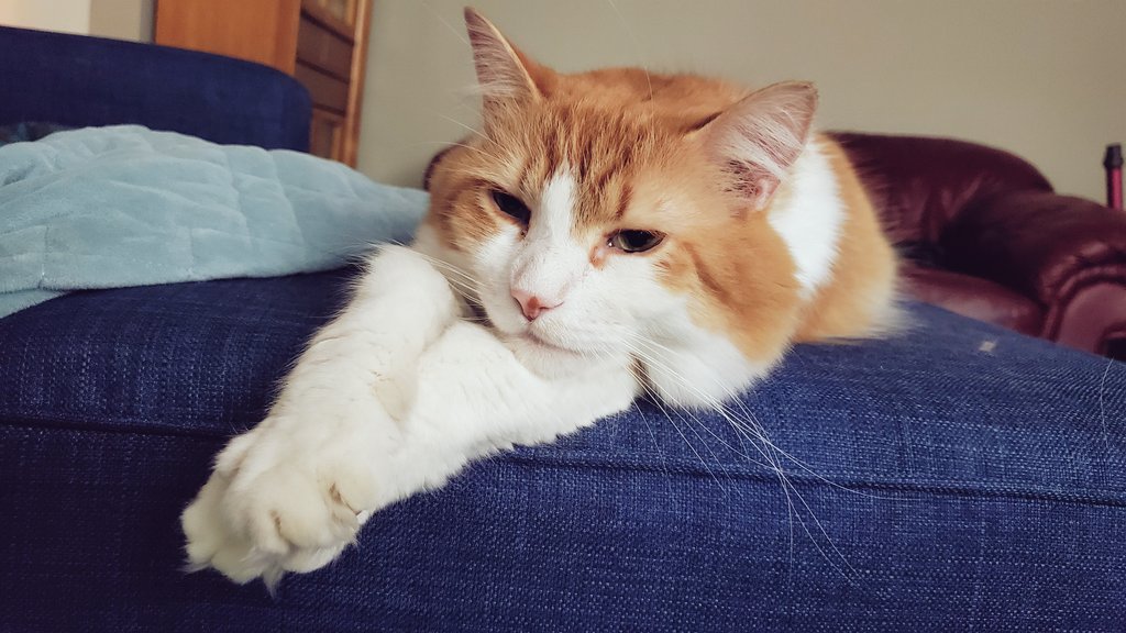iamtuckercat's tweet photo. https://t.co/ZQDChrCZn6