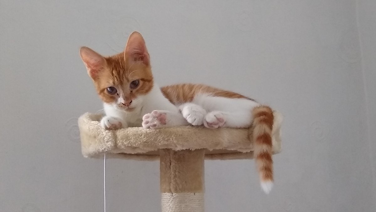 WirralWhiskers's tweet photo. Today my blog is about how we are working on introducing our new cat to our current cat.
We are doing it very slowly!
https://t.co/wy8eekIZRr
#introducingcats #catls #catsitter #wirral #gingerandwhite https://t.co/I4W51N9Nof