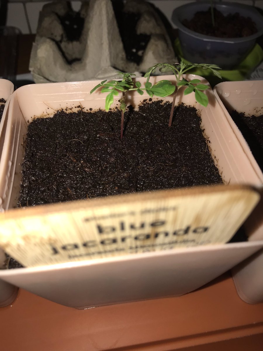 BPlarubato's tweet photo. #BlueJacaranda #bonsai almost a month after sowing, keep growing! 07/09/2020 https://t.co/ln1MrnD3dr
