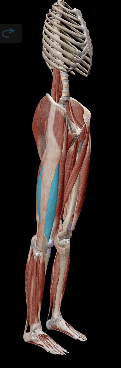 Loving using the Visible Body app to get the exact image I need for presentations.