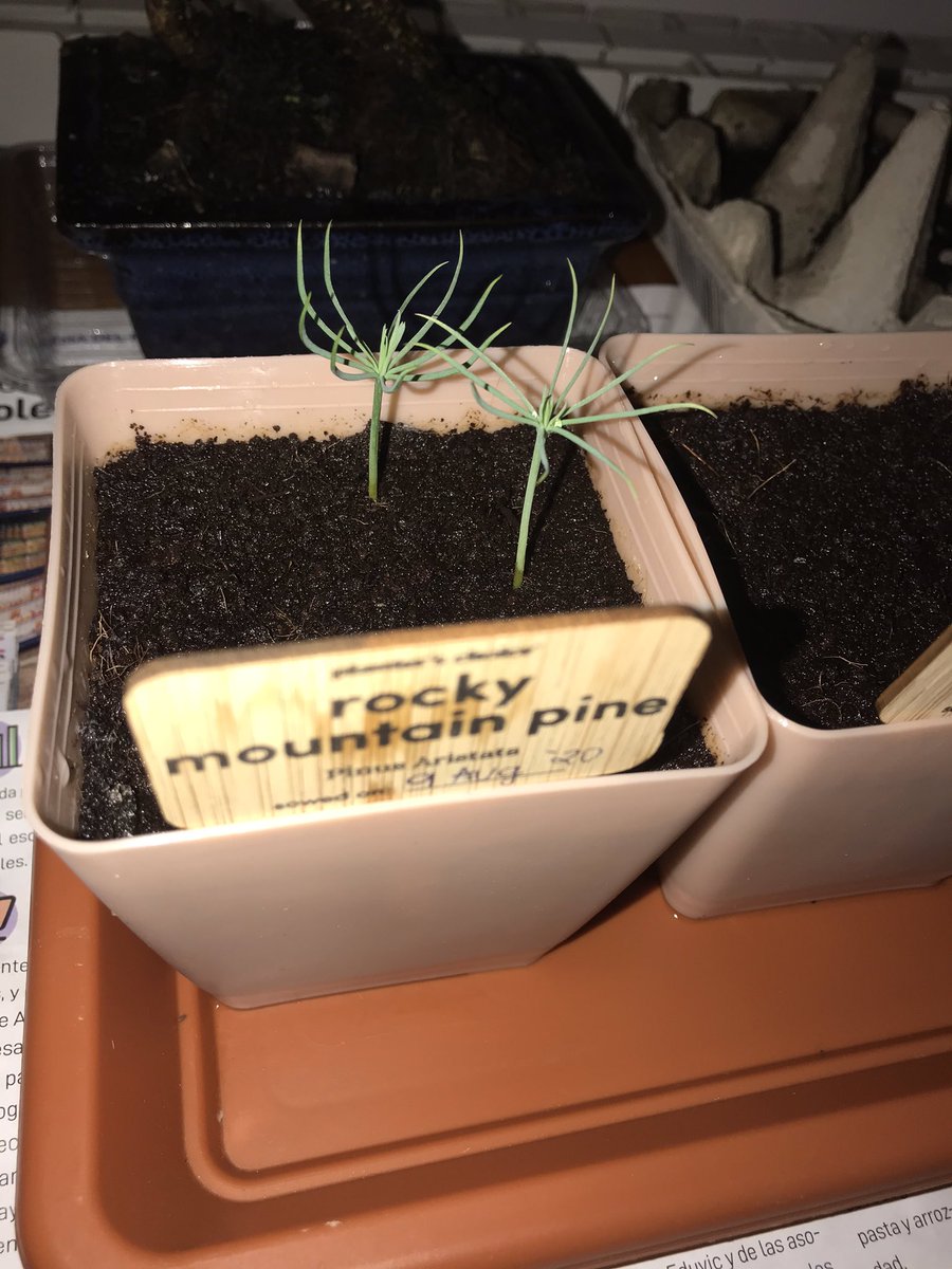 BPlarubato's tweet photo. #PinusAristata #bonsai baby pines continue with their slow growth after almost a month after sowing! 07/09/202 https://t.co/wozSThF2fD