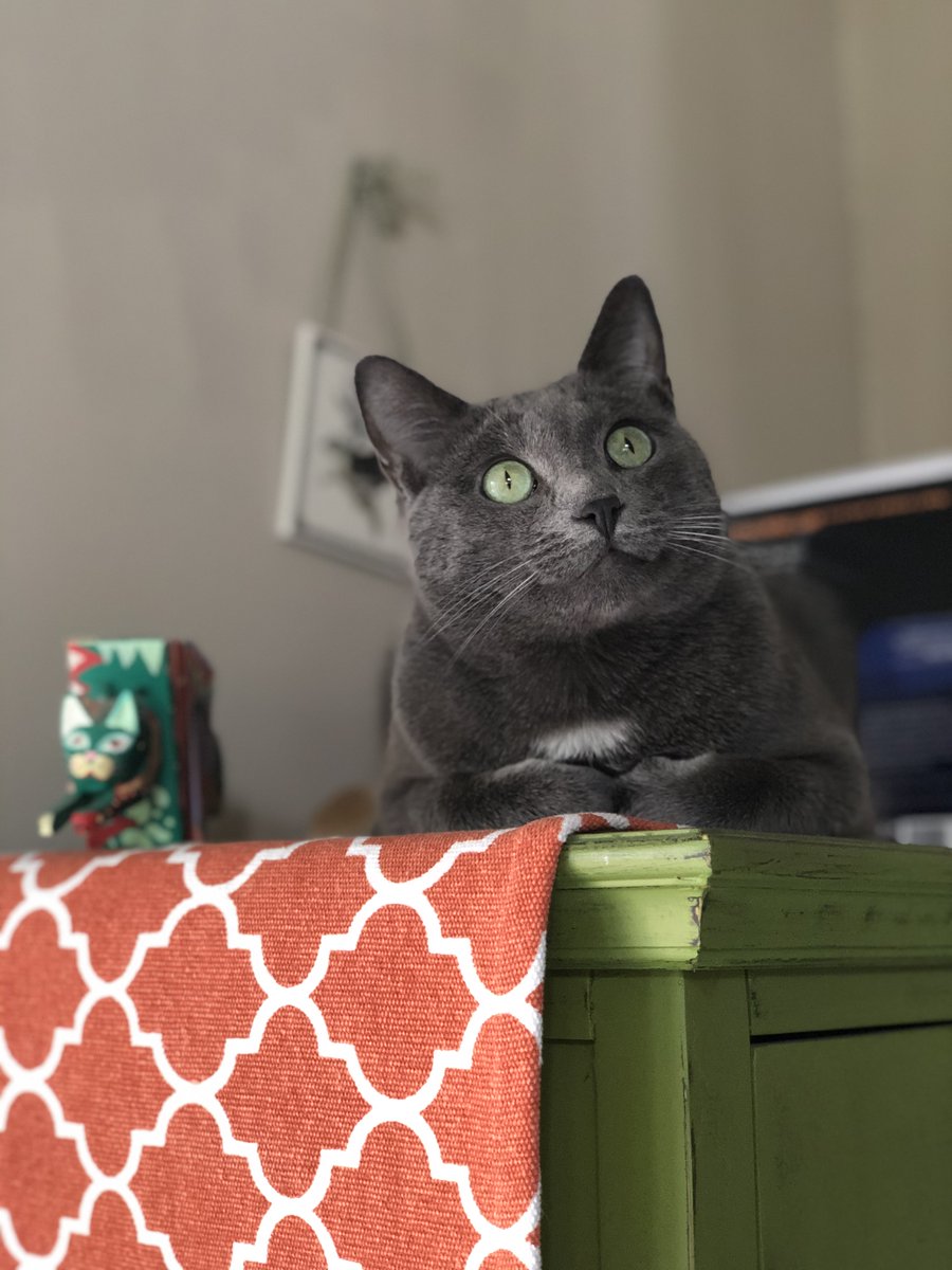 catsdomino's tweet photo. Gatoichi has taken a liking to the top of the media center!
#Gatoichi #cat #猫 #gato #CatsOfTwitter #adoptdontshop #kitty
#CatsOfCoMO #gatosdelmundo #russianbluemix #greycat https://t.co/0Su1NIo1BF