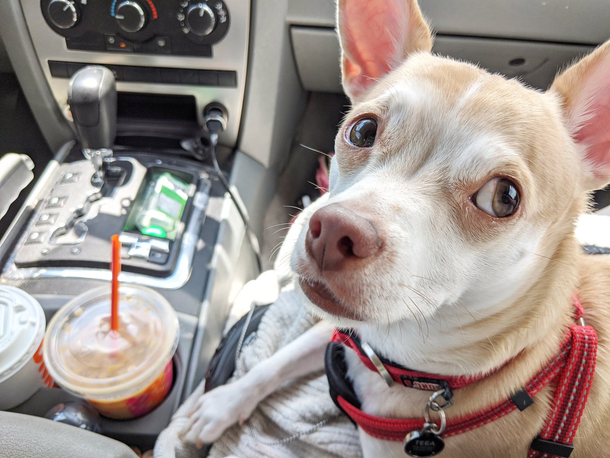 copperdapup's tweet photo. 🐾Drove around, grabbed some Dunkin', picking up things for dinner and got pets from Grammie and Gramppie... All in all full day for a little pupper #chihuahua_feature #chihuahuaworld #chihuahua #chihuahualove #doglife #doglovers #doglover #doglove #travel #traveldog https://t.co/gPpyODNv78