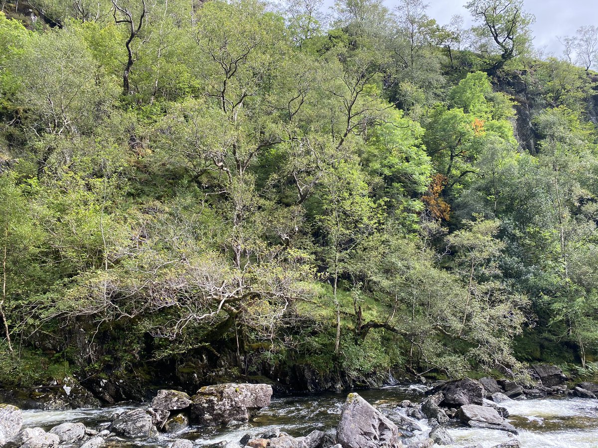 high numbers of deer eat all of the young trees within reach, restricting woodland to inaccessible parts of the landscape: cliffs, crags and ravines. here, birch is the most common species, but there is also juniper, aspen, willow, rowan, alder, oak, hazel, holly, ash and elm