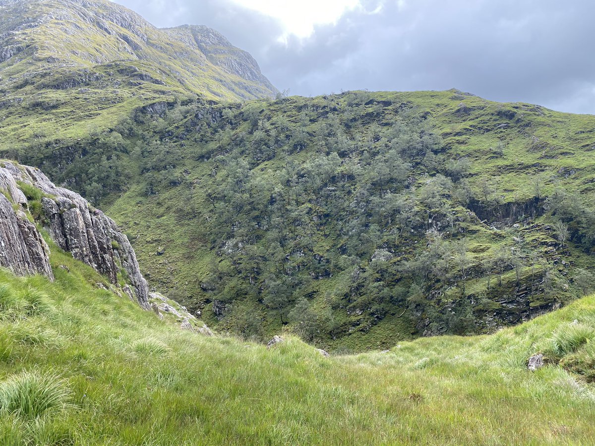 high numbers of deer eat all of the young trees within reach, restricting woodland to inaccessible parts of the landscape: cliffs, crags and ravines. here, birch is the most common species, but there is also juniper, aspen, willow, rowan, alder, oak, hazel, holly, ash and elm