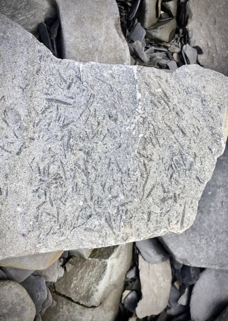 HBrommecker's tweet photo. Found some cool graptolites today in the Cloridorme 🤩 #fieldwork https://t.co/XlC19RcemD