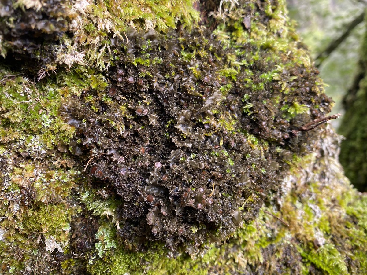 scatterings of trees are also found in the surrounding landscape, but these are generally old/senescent - their continuity threatened by sustained heavy browsing. this elm is one of them - a huge phoenix (tree that fell over and regrew) supporting temperate rainforest lichens