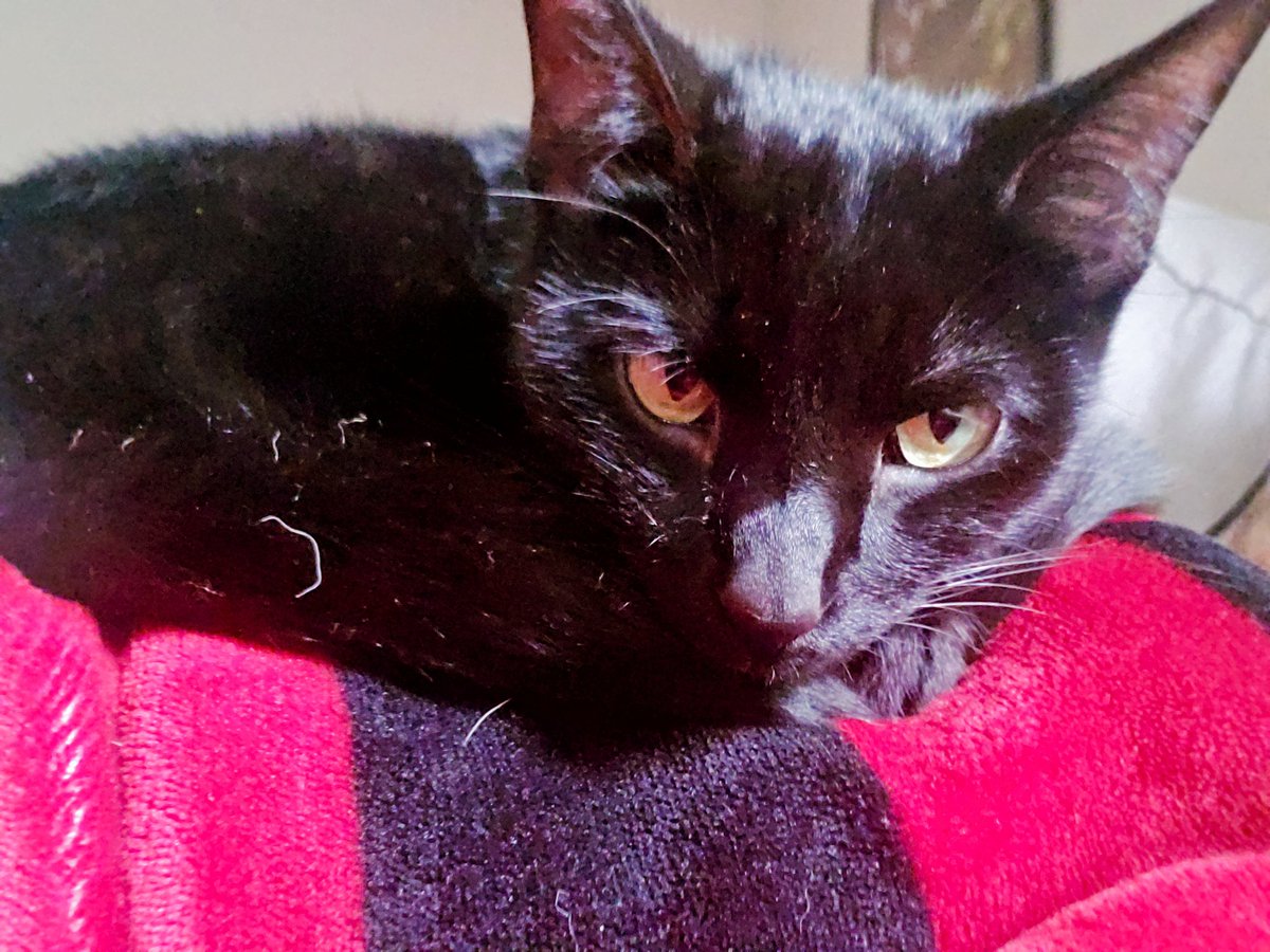 Sweaty Milk tweet media