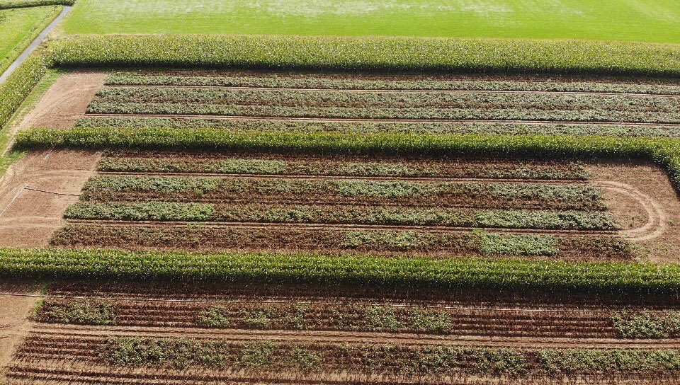 Onze phytophthora proeven leveren nog mooie plaatjes op.