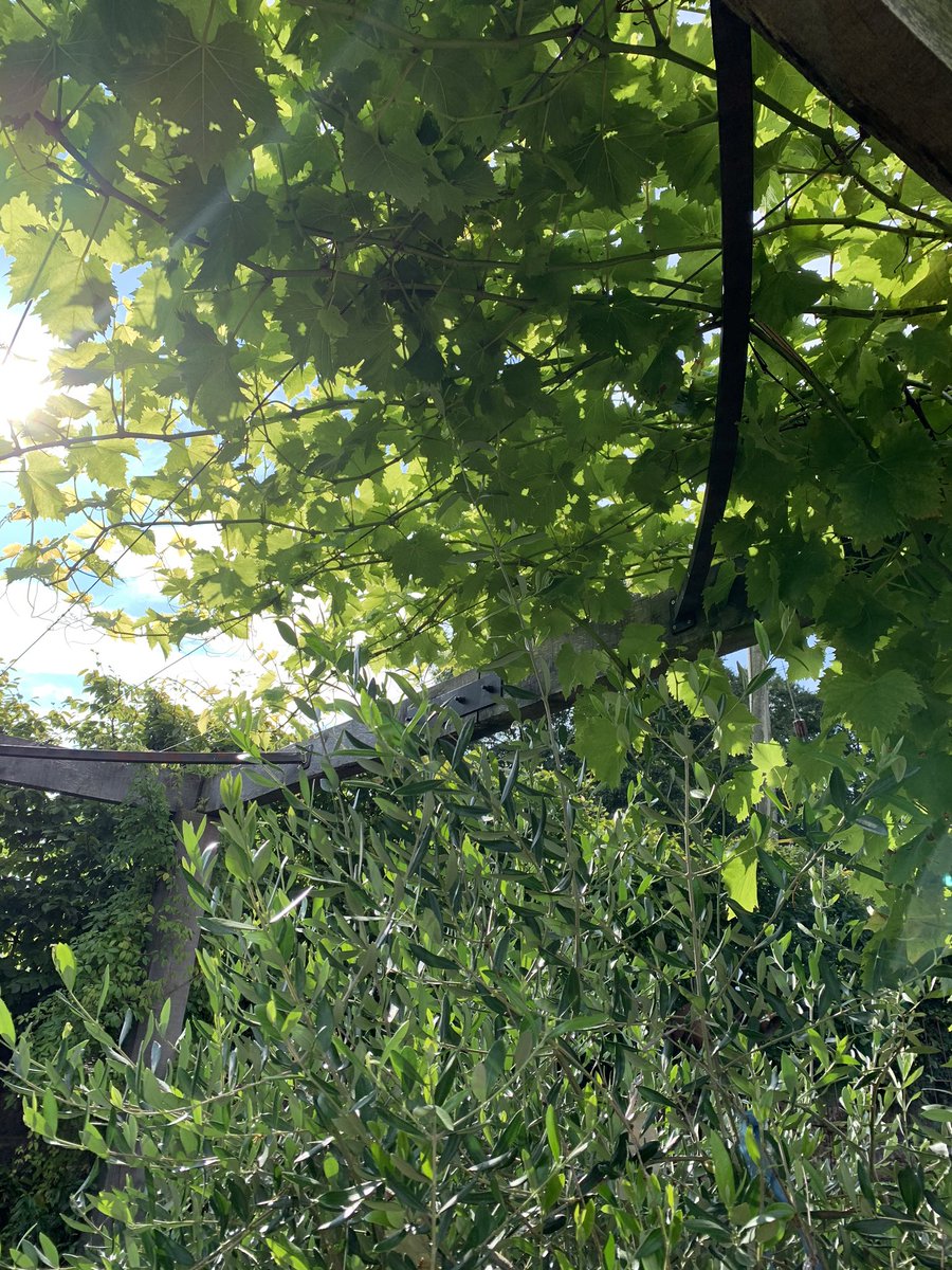 millin_metal's tweet photo. After 2 years of waiting patiently our vine is now finally creating some lovely dappled shade over our pergola #sohappy #GardensHour #pergola https://t.co/Wz0WbwHlbC