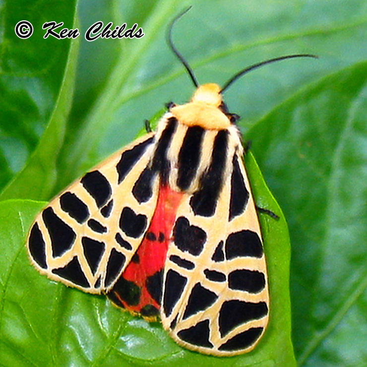Volcarona variant based on the Mexican Tiger Moth. No reason reasoning for this I just think it looks cool. Either pure Bug type or Bug/Grass type