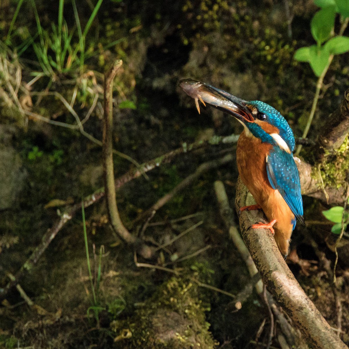 Good catch #kingfisher #wildlifephotography <a href="/WildlifeMag/">BBC Wildlife</a>