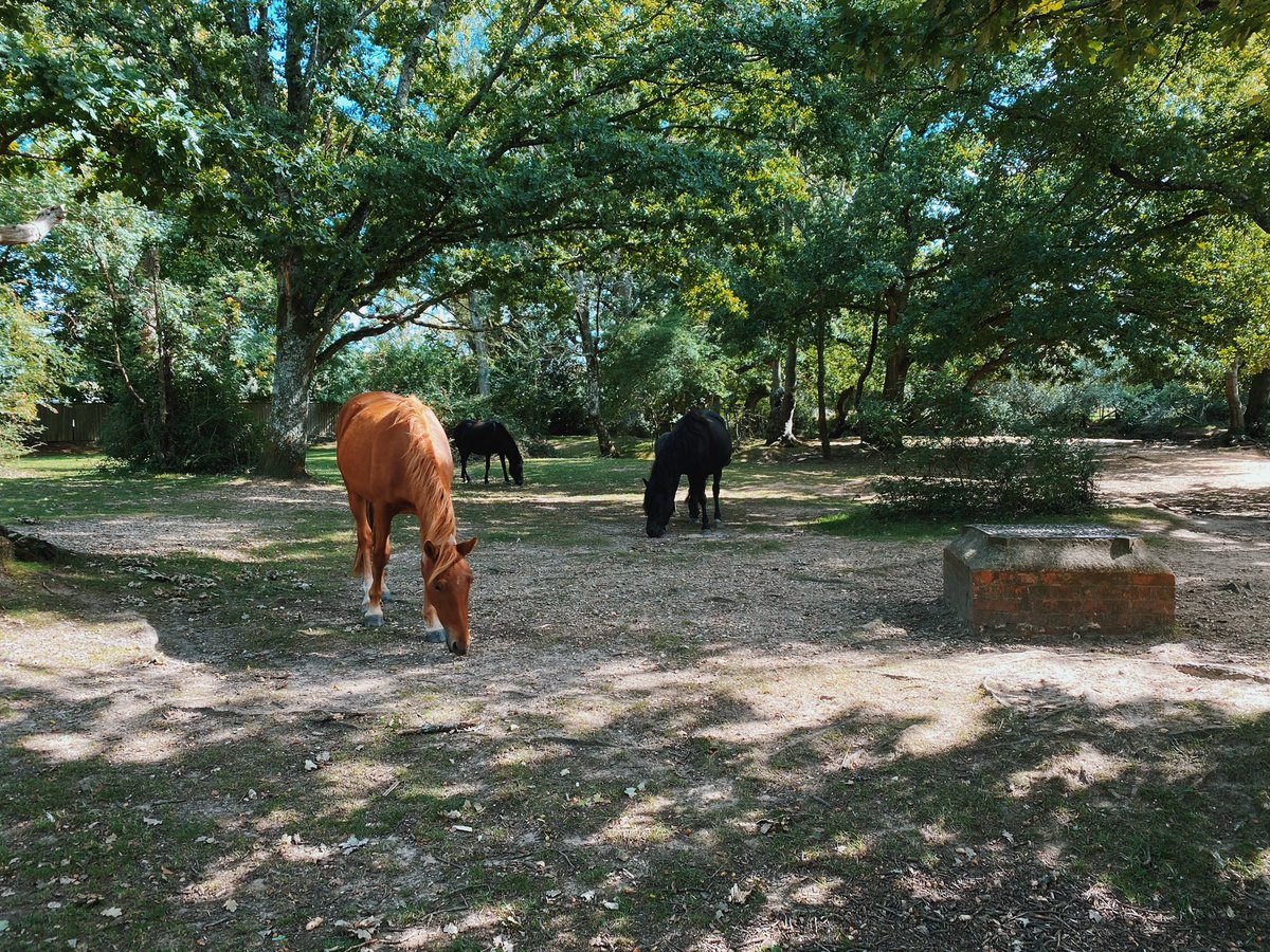 Staycation number 3! The stunning New Forest🐴🥰