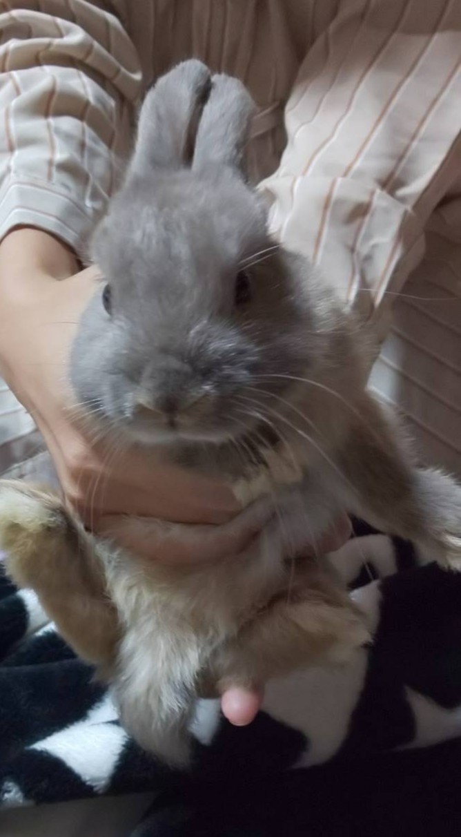 Yuyu みんなのネザーランドドワーフの大人になった姿見るとのんちゃんもこのぺちゃんこお顔から皆みたいになるのかとワクワクする ネザーランドドワーフ T Co 8wztumm6dp Twitter