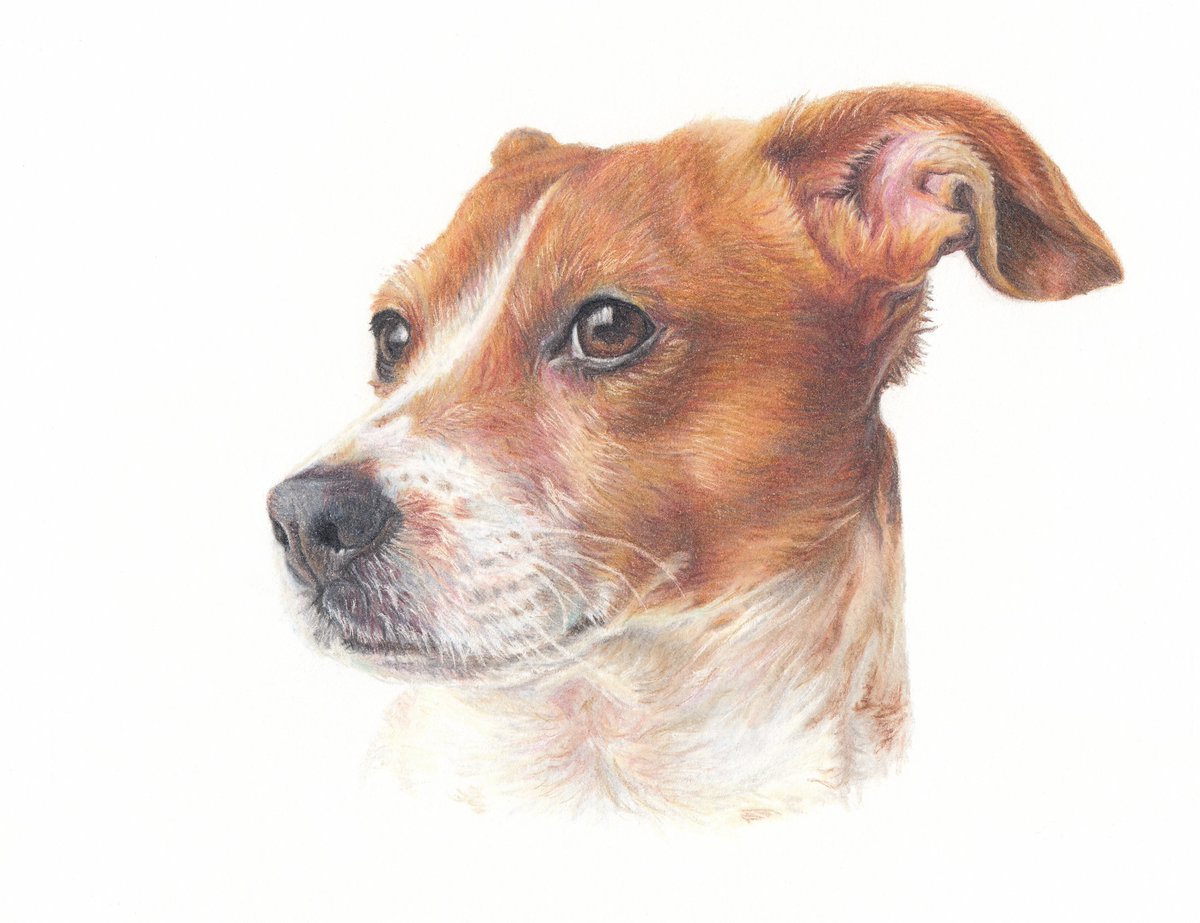 KateBirdArt's tweet photo. So privileged to draw this gorgeous #Jackrussell ❤️
#petportrait #petportraitartist #dogdrawing #doglover #dogsoftwitter #artistoftwitter #dogportrait #canineartist https://t.co/g3SY39Urle