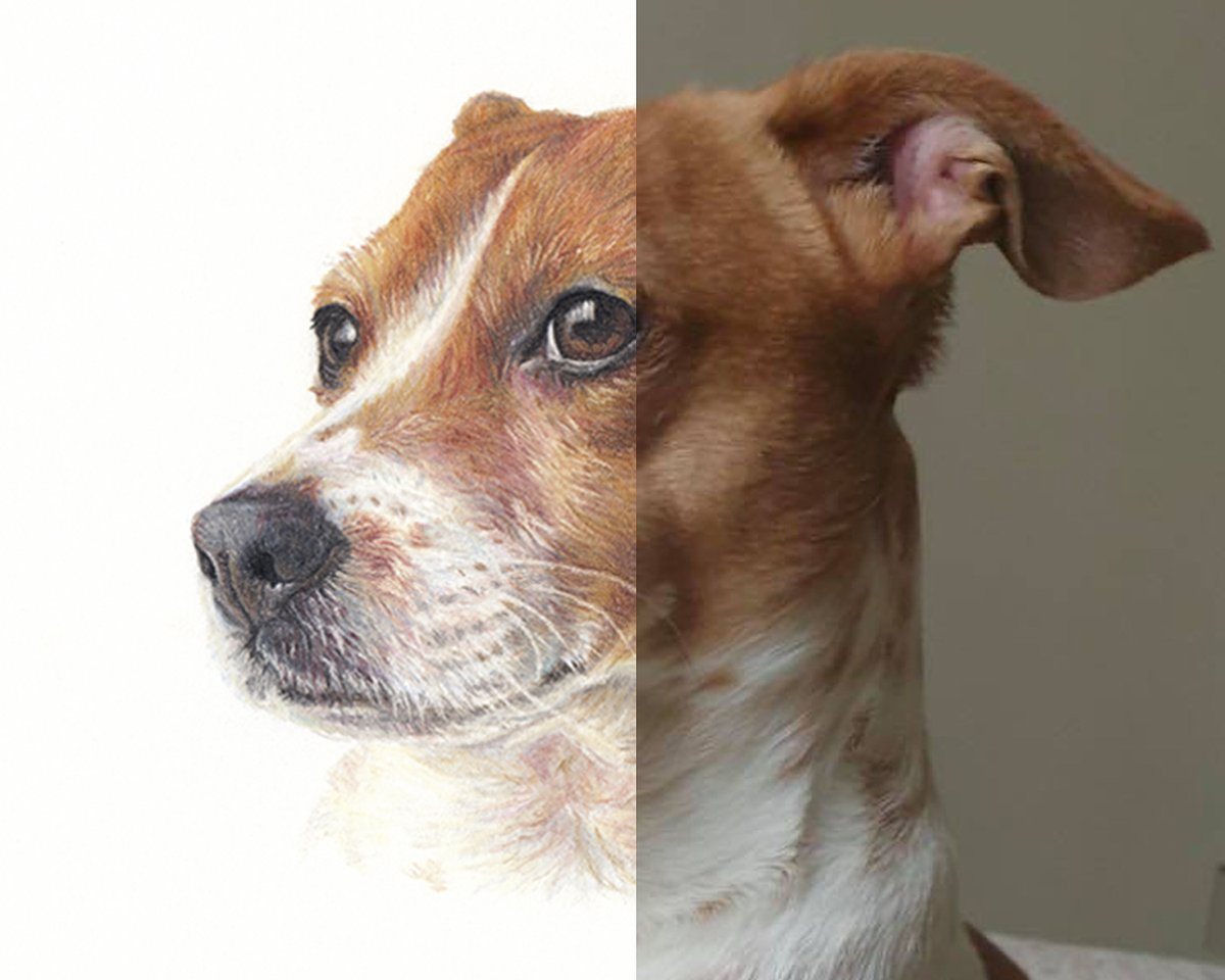 KateBirdArt's tweet photo. Photo vs drawing of one of my latest commissions
#petportrait #dogsoftwitter #dog #DogLover #dogdrawing #artistsontwitter #canineart #jackrussell https://t.co/615bKjTUmO