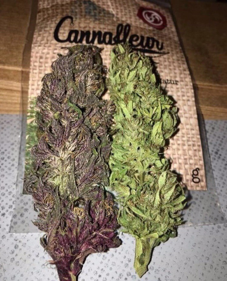 NicolasWeed11's tweet photo. De la bonne weed livraison discrète partout en france
Snap: bony_ryan2020
#Montréal #Gatineau #weed #beuh
#shit #cocaine #drogue #Alma
#Princeville #levis #Sherbrooke #Québec #citation #Annecy_live #Toulouse #meditation #Montpellier https://t.co/hD4vgGYZdK https://t.co/HQcAYHka24 https://t.co/snAX69SN4C