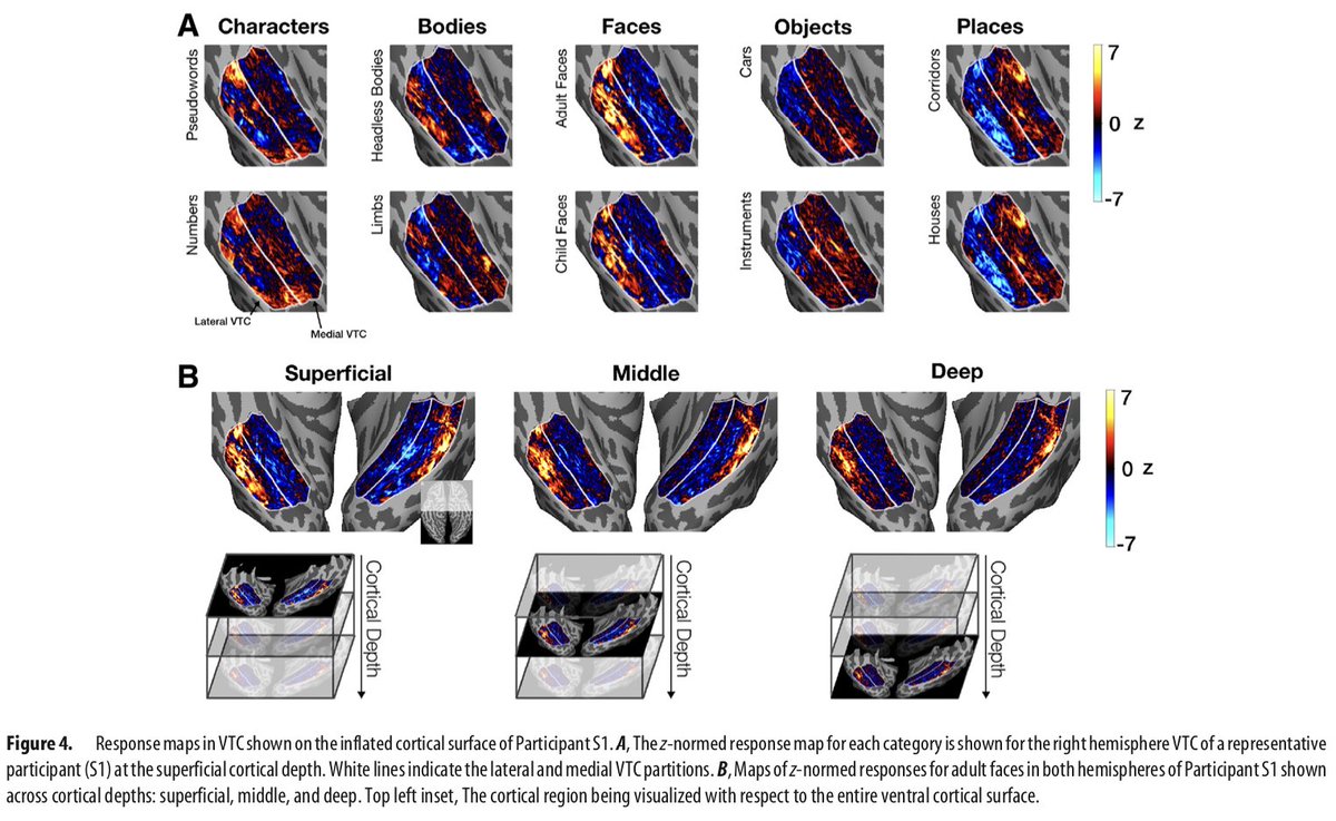 cvnlab's tweet photo. Recent lab work in Journal of Neuroscience investigating fine-scale (0.8 mm) fMRI in human ventral temporal cortex. w/ @eshedmargalit and @stanford_vpnl https://t.co/xnSO5t8DGP https://t.co/pd1eol1Tq6