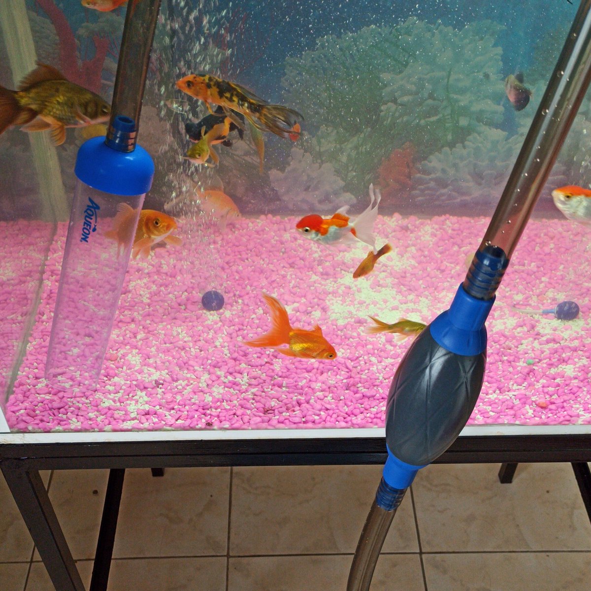 Siphon vacuum for gravel cleaner is very good ❤️🦐🐟🐠🐌 #aqueon #aquarium