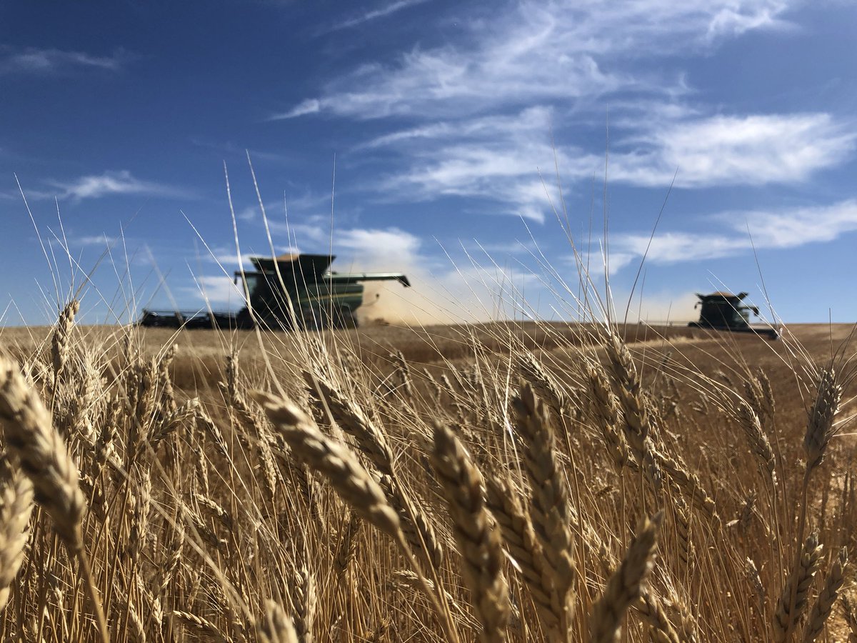 If any one is interested in our after harvest summary/variety update please dm us your email. Have a safe & bountiful harvest ! #durum #yellowpeas #kabulischickpeas