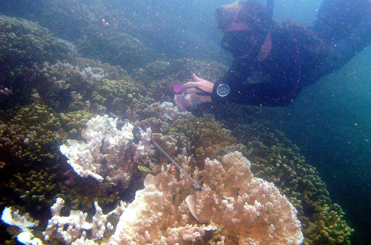 Associating with stress-tolerant Durusdinium is thought to come at a metabolic cost for #corals under normal conditions… but our new study applying #metabolomics reveals this might not always be the case.

bit.ly/2Zd2Sij

<a href="/DavyLabNZ/">Davy Lab</a> <a href="/VirginiaMWeis/">Virginia Weis</a> <a href="/jrcunning/">Ross Cunning</a> <a href="/himb_soest/">Hawai‘i Institute of Marine Biology</a>
