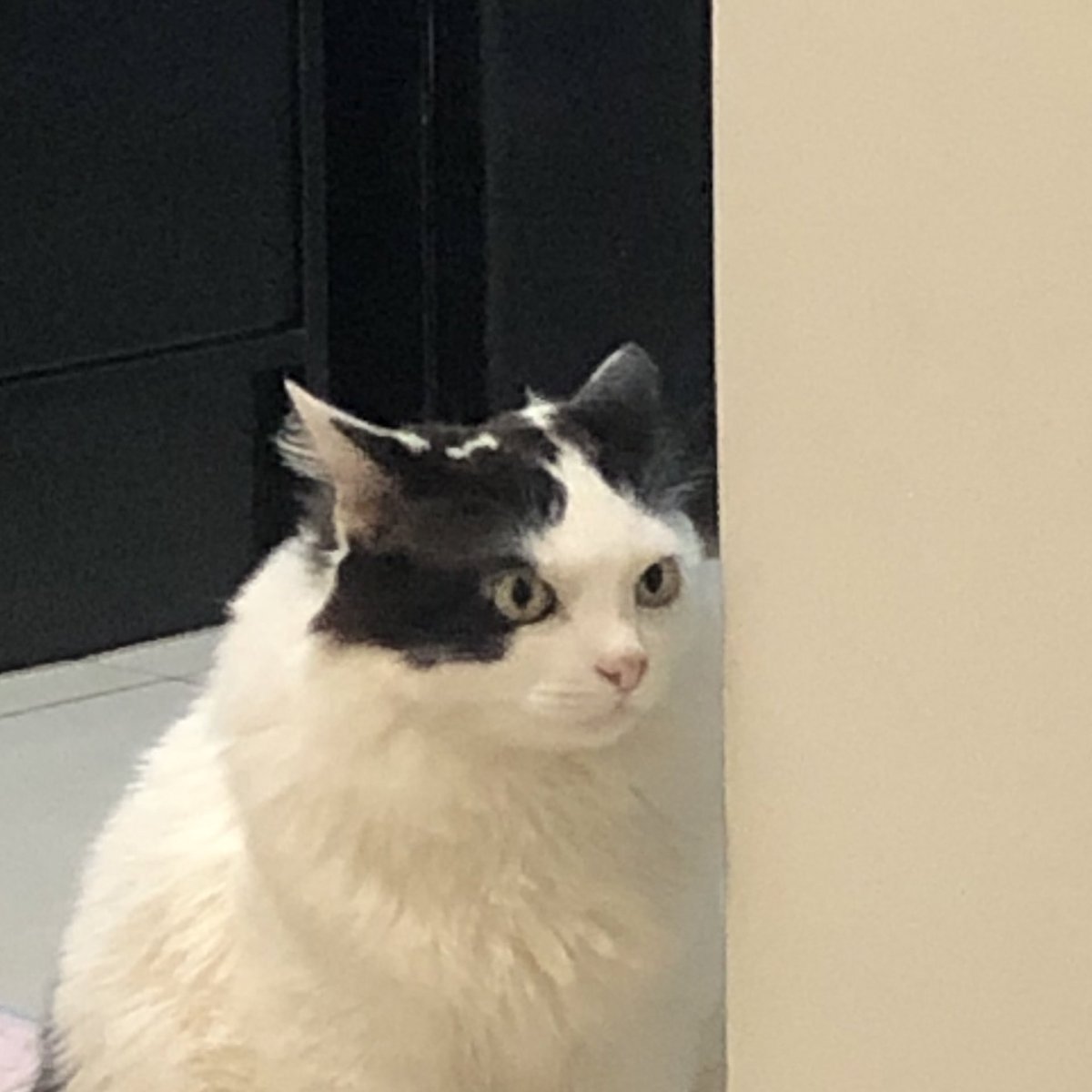 wtfmiu's tweet photo. de dia / de noite https://t.co/DfJtvrkoxk
