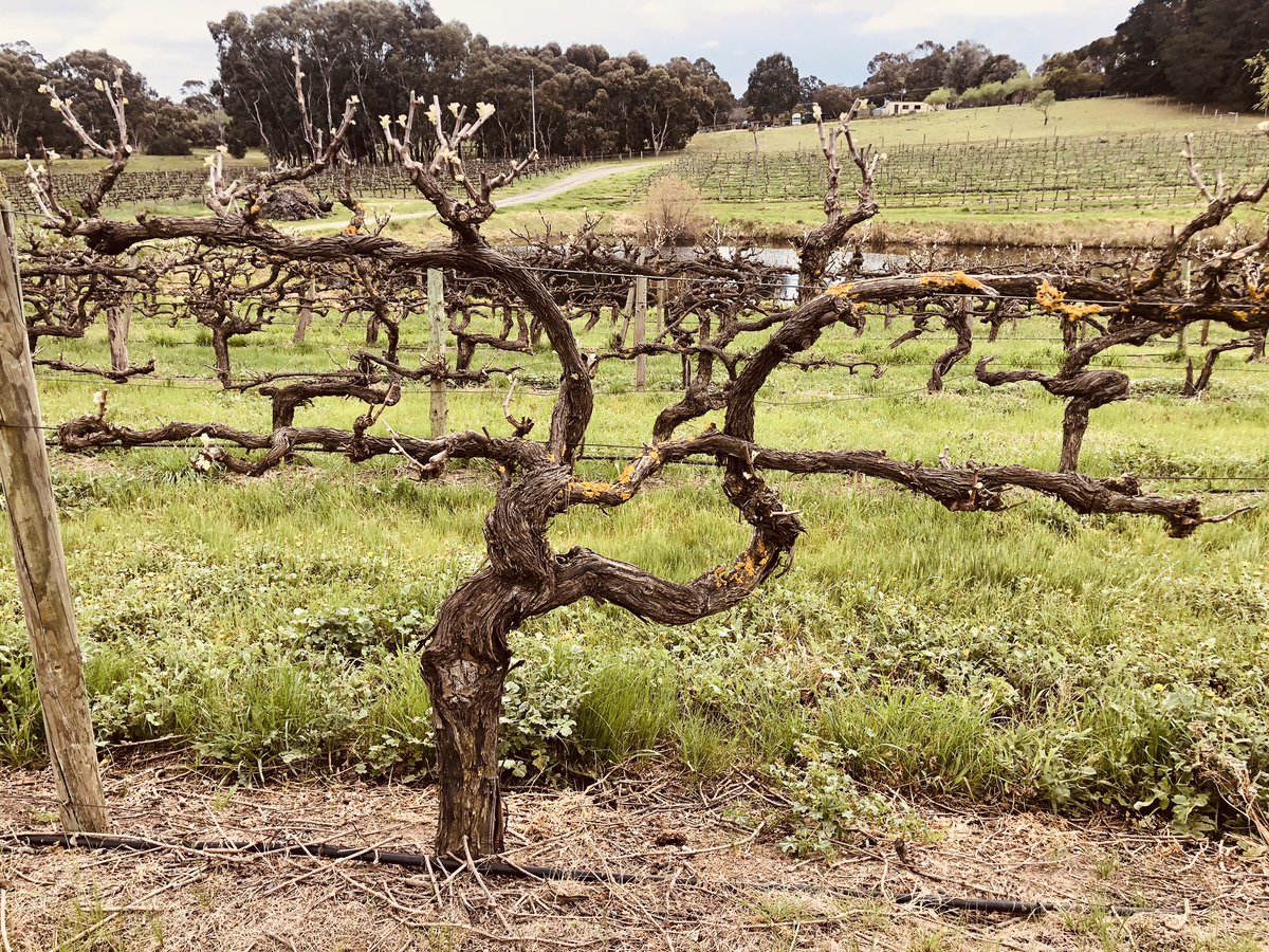 Bud burst at Dave’s Block in Blewitt Springs MT