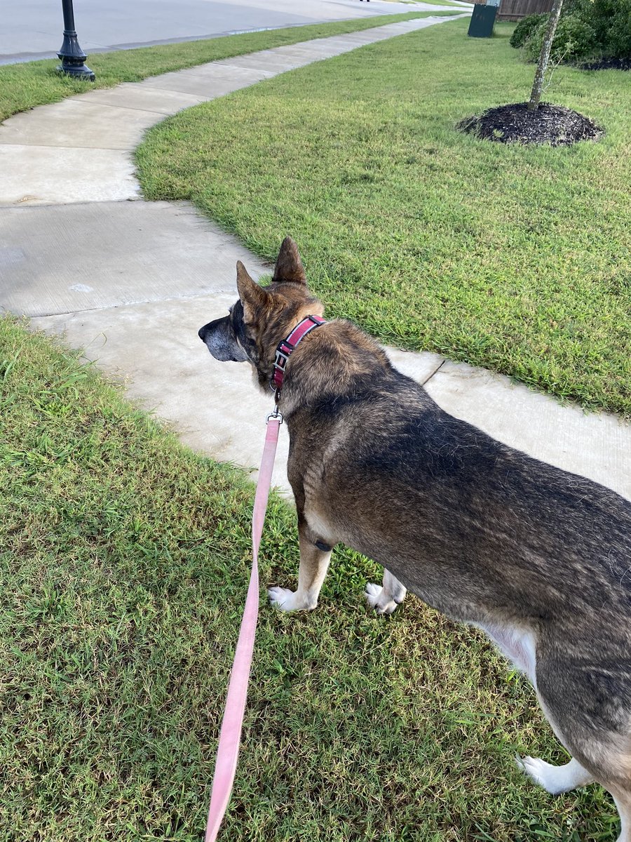 DFWRoxie's tweet image. Definitely something suspicious happening over there that shall require additional investigations! #AdoptDontShop #GSDofTwitter #MansBestFriend