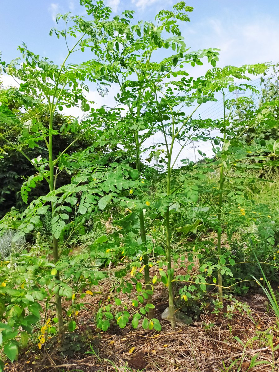 #Moringa is getting bigger abd bigger!

#miracletree