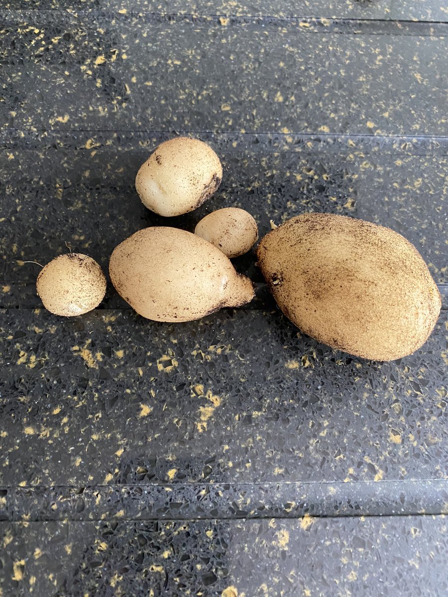 So after waiting patiently for over 3 months, the girls couldnt wait any longer and had to dig up their seed potatoes planted during lockdown after watching #letsgolive with @maddiemoate and @gregfoot They were delighted to find these!!