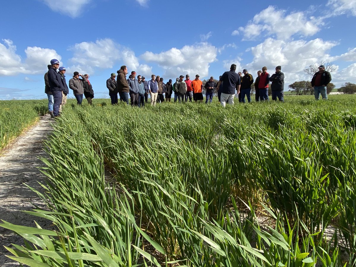 David Pfeiffer tweet media