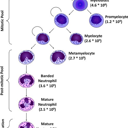 Blasts are recognizable by their prominent nucleolus. Stages of leukocyte precursors are defined in part by the degree of nuclear indentation. Red cells, of course, normally completely extrude their nuclei during development – but sometimes a nucleus persists, as shown below/13.