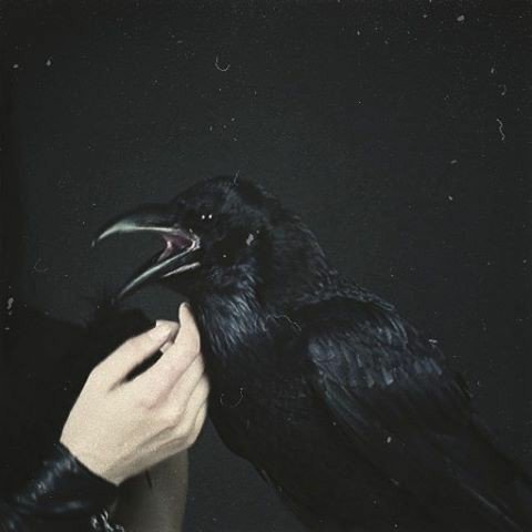 Bxrdsbite's tweet photo. •●ѕтяιχ●•

[ ₜₕₑ ₛₜᵣᵢₓ, ᵢₙ ₜₕₑ ₘyₜₕₒₗₒgy ₒf cₗₐₛₛᵢcₐₗ ₐₙₜᵢqᵤᵢₜy, wₐₛ ₐ bᵢᵣd ₒf ᵢₗₗ ₒₘₑₙ ₜₕₐₜ fₑd ₒₙ ₕᵤₘₐₙ fₗₑₛₕ ₐₙd bₗₒₒd ]

ꜰʀᴏᴍ ᴛʜʀ ɴᴇꜱᴛ ᴏꜰ #Tɯιƚƚҽɾραƚҽԃ

 >> https://t.co/mH7OQpXcYT