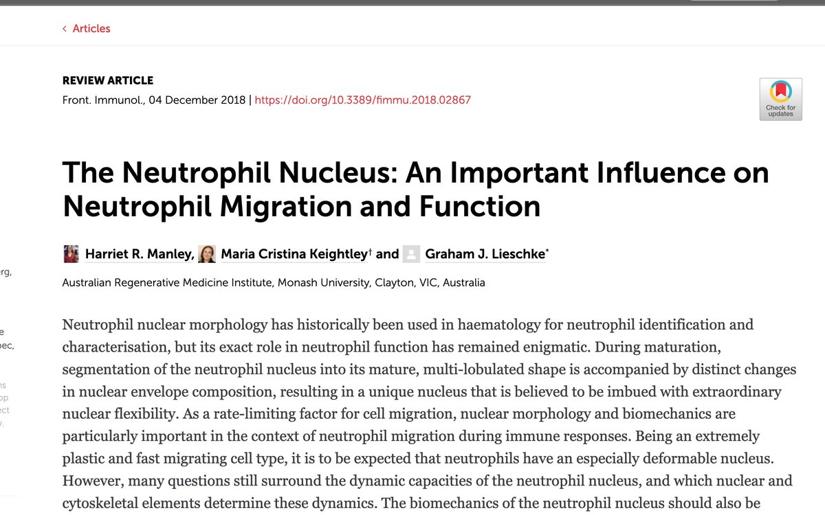 Why are normal neutrophils multilobed? It's not entirely clear. Drs. Veda from Bangalore and Manley et al from  @MonashUni summarize the unknowns well. Perhaps it is to enable their “crawling” function… but monocytes are also very flexible, and they are not as highly lobated./19