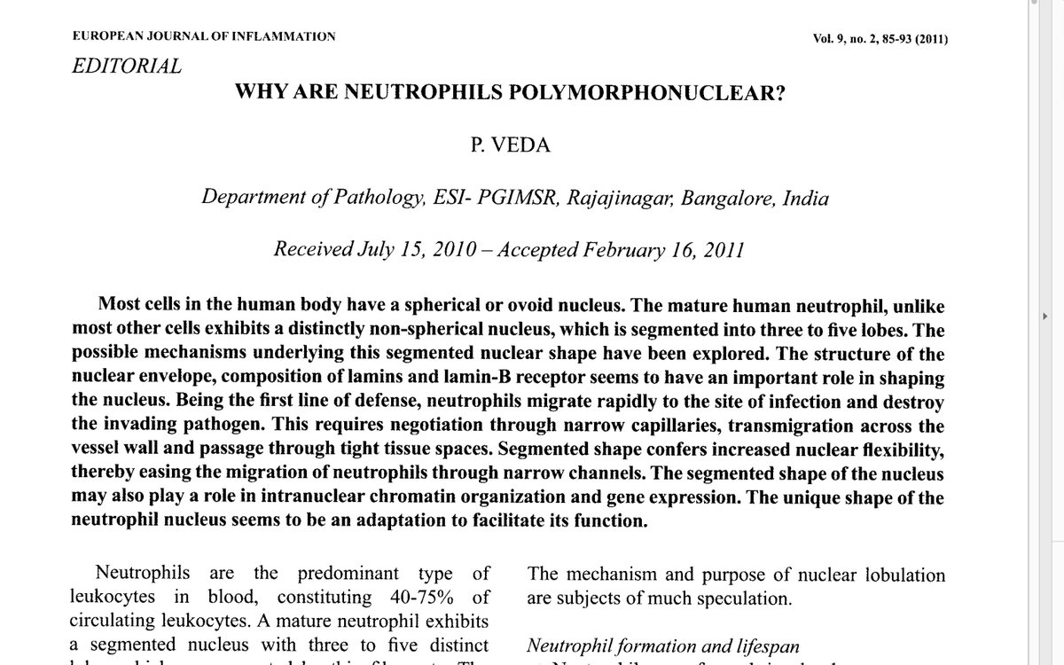 Why are normal neutrophils multilobed? It's not entirely clear. Drs. Veda from Bangalore and Manley et al from  @MonashUni summarize the unknowns well. Perhaps it is to enable their “crawling” function… but monocytes are also very flexible, and they are not as highly lobated./19