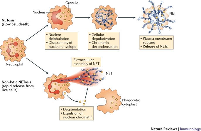 One potential explanation is that neutrophils also generate neutrophil extracellular traps (NETs): chromatin “nets” released from nucleoplasm to extracellular space, which have antibacterial effects. Lobation facilitates NETosis (image from  @nature). But we really don't know./20