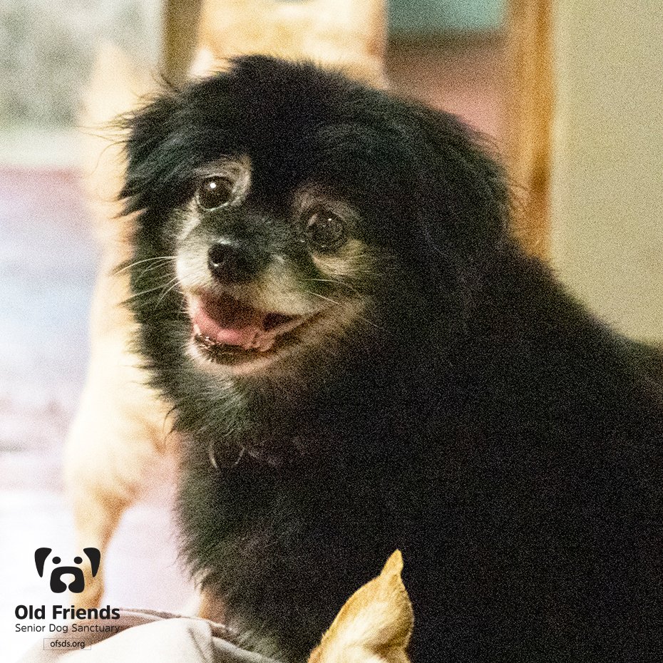 oldfriendssds's tweet photo. "Did someone just say baby back ribs?"- Apollo
#ofsds #ofsdsapollo #ofsdsester #seniordogs #ofsdsdinnertime #happylaborday https://t.co/GCEVXxl4HD
