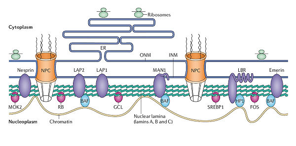Underlying the nuclear membrane is the nuclear lamina, a mesh-like structure comprised of intermediate filaments called lamins (A, B and C). Lamins are tethered to the inner nuclear membrane. The lamins provide mechanical support & influence nuclear size and shape./21